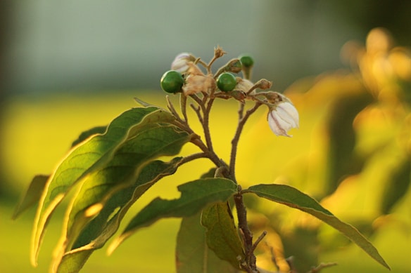 The image depicts a plant stem with green leaves and small green buds. A few petals of white flowers are visible, some curling outward. Soft, warm light bathes the leaves, creating a serene and natural atmosphere.