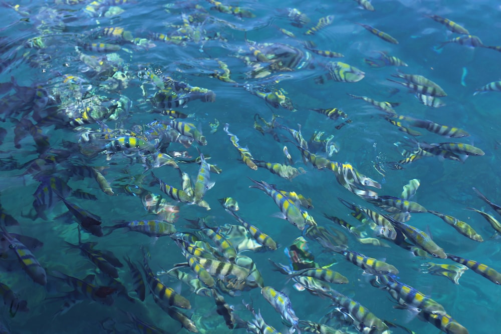 shoal of fish