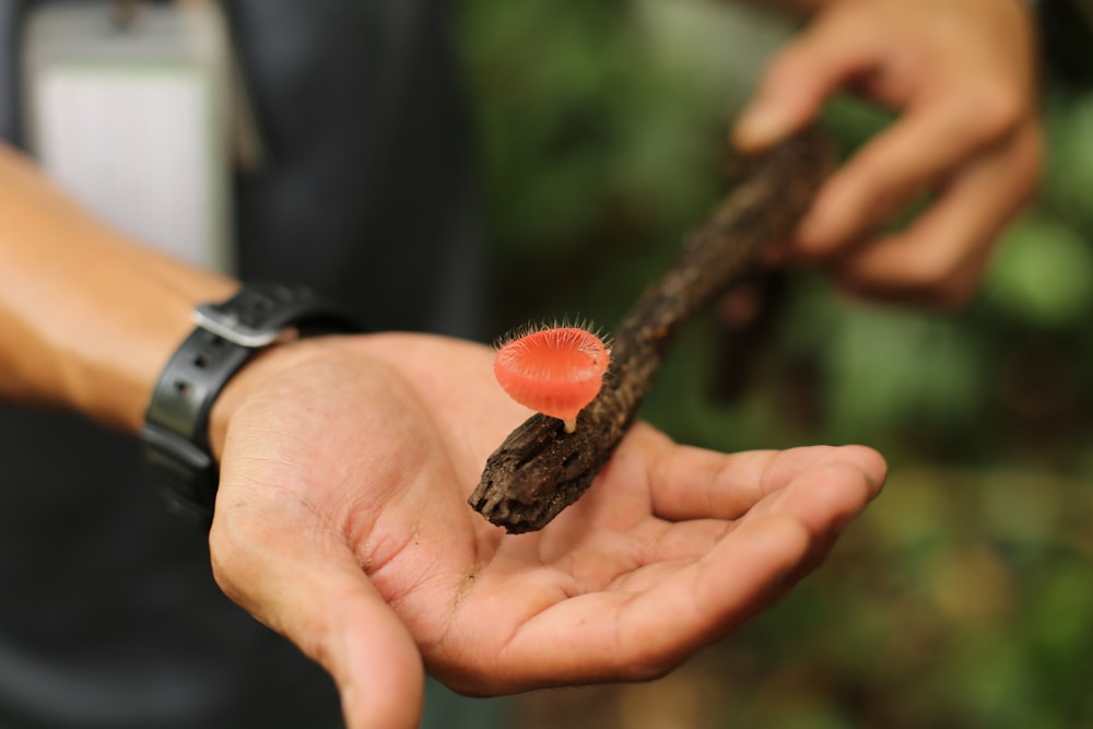 person holding brown wooden stick