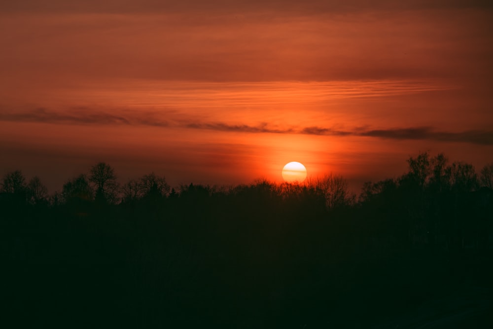 trees under red sky