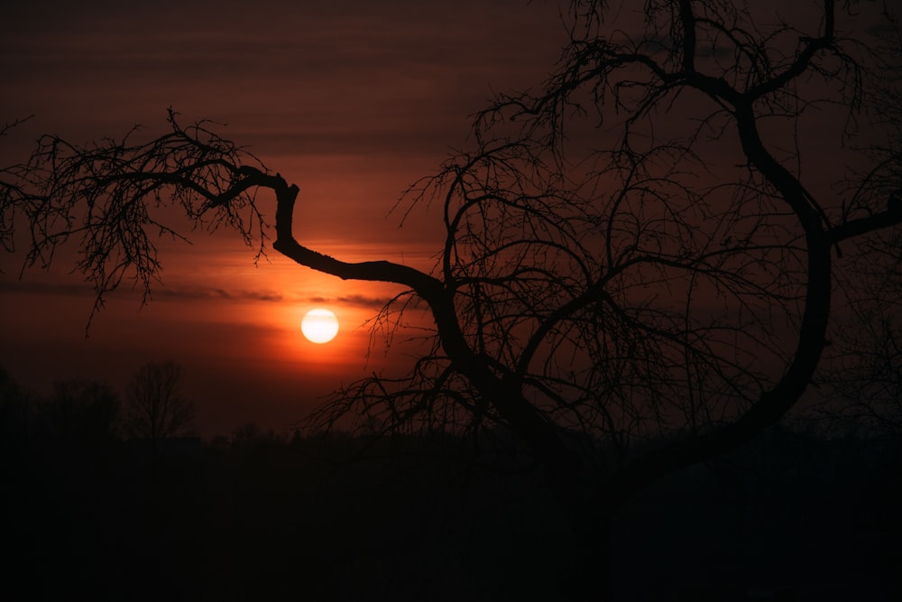 silhouette photo of bare tree