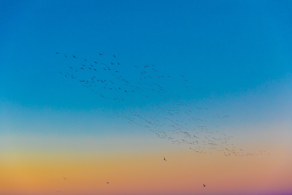 flight of birds soaring above air