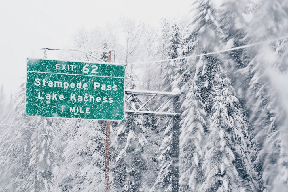 snow covered pine trees near street signage