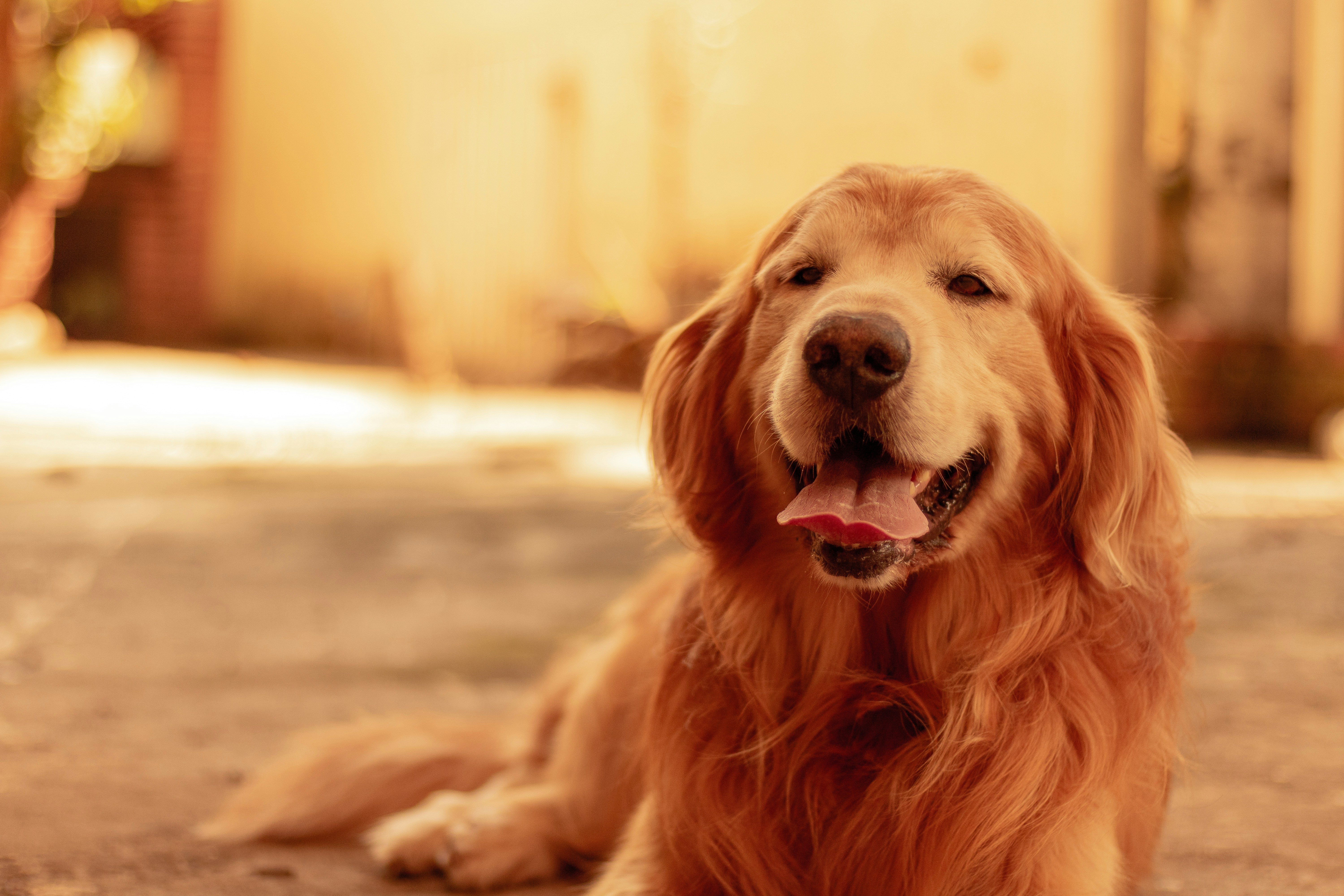Photo Of Light Gold Golden Retriever Photo Free Pet Image On Unsplash