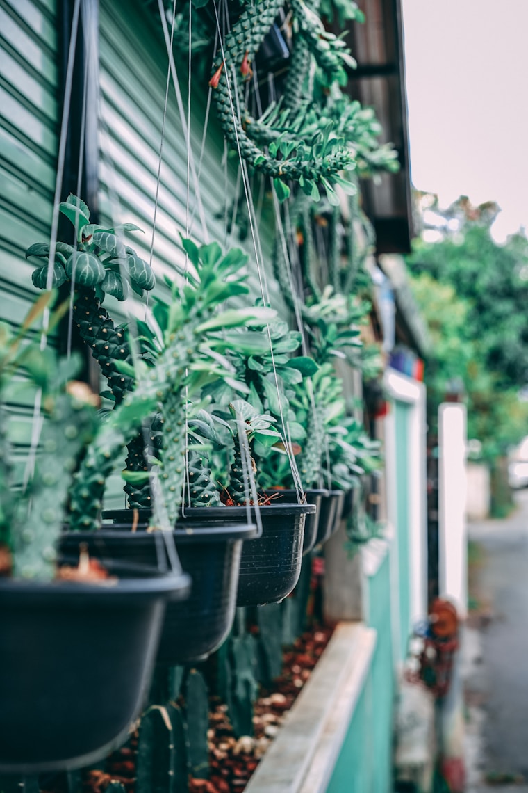 selective focus photography of hanging plants