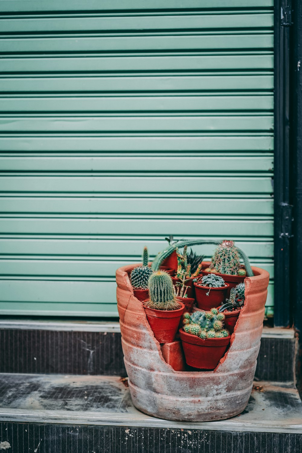 cactus plants in clay pots