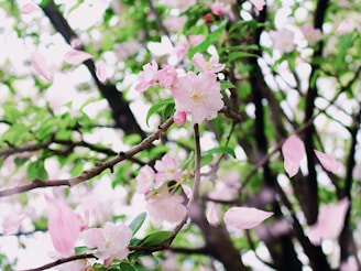 A majestic sakura tree in full bloom with delicate pink petals softly falling around it.