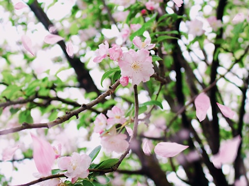 A majestic sakura tree in full bloom with delicate pink petals softly falling around it.