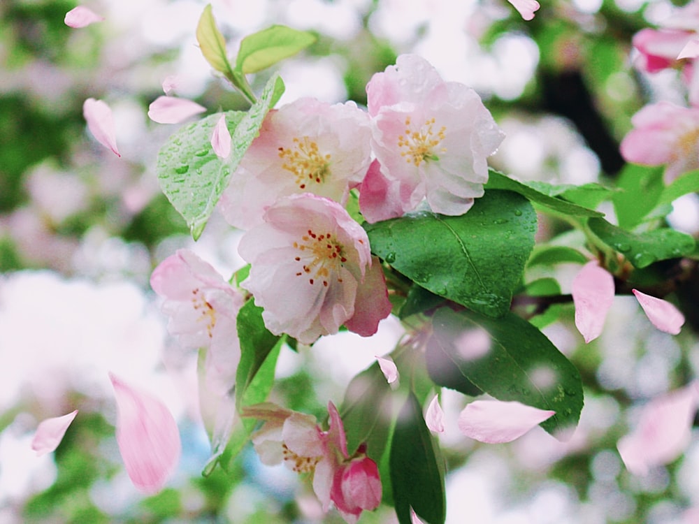 pink petaled flowers in bloom