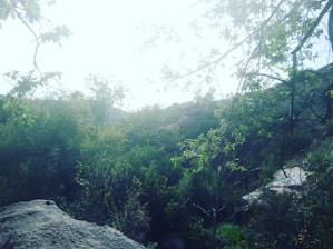 A serene landscape showcasing lush greenery and vibrant local flora in a community setting.