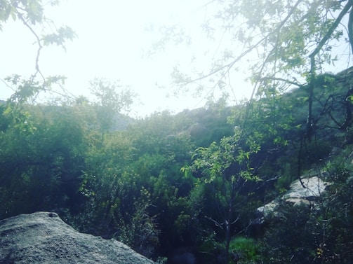 A dynamic outdoor scene with lush greenery, showcased in a crisp 360° virtual tour.