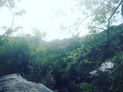 A serene landscape showcasing lush green leaves and natural textures.