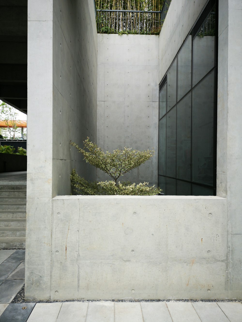 Foto der Pflanze neben Glas