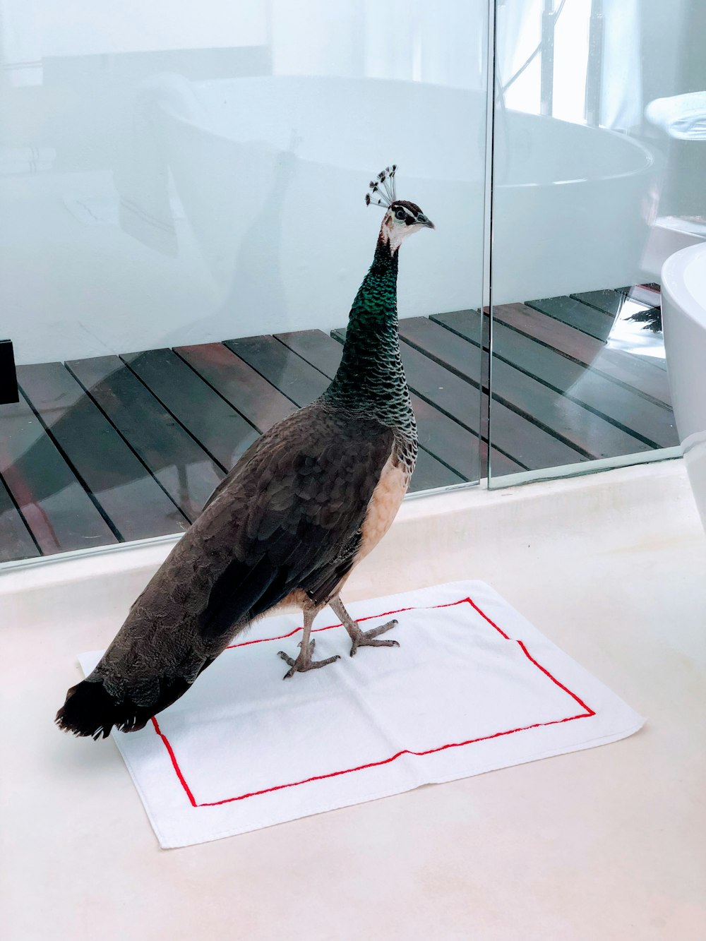 peacock standing on white rug