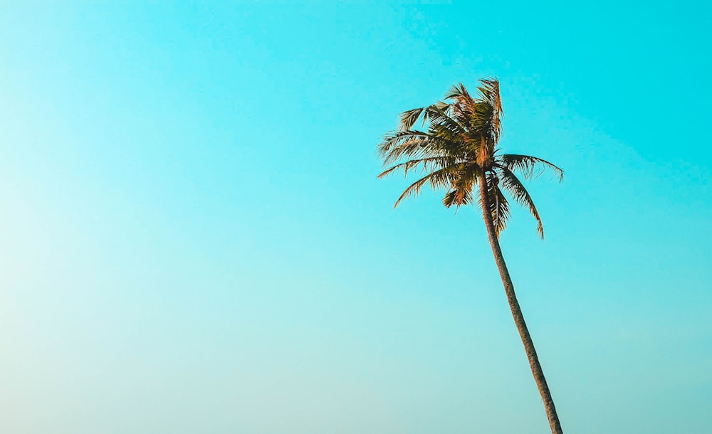 green leafed coconut tree under teal sky