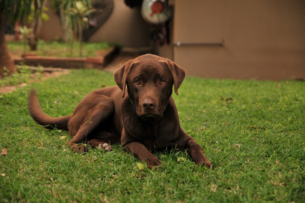 chocolate Labrador retriever puppy lying on green lawn during daytime