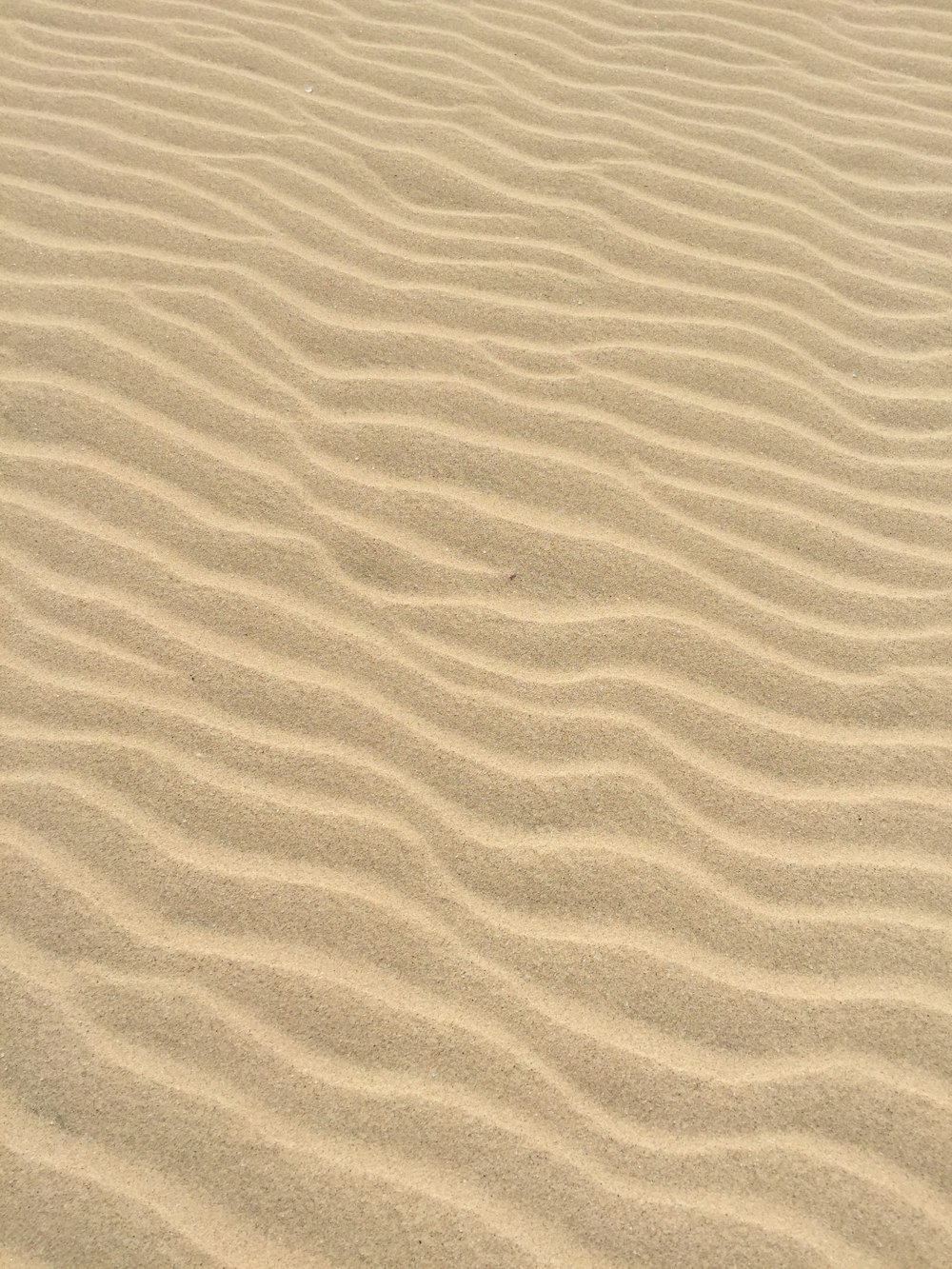茶色の砂浜