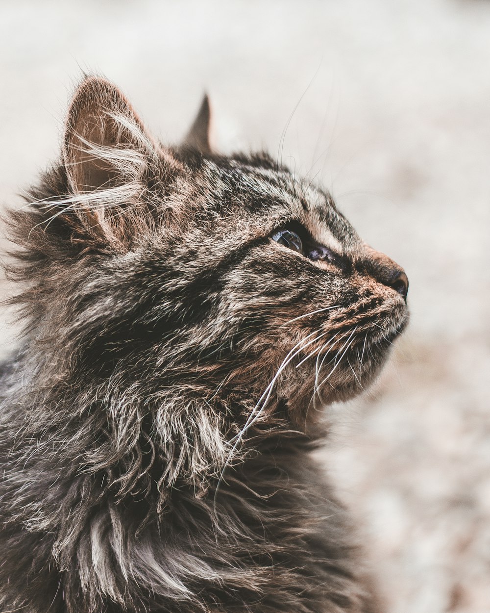 black and brown cat in selective focus photography