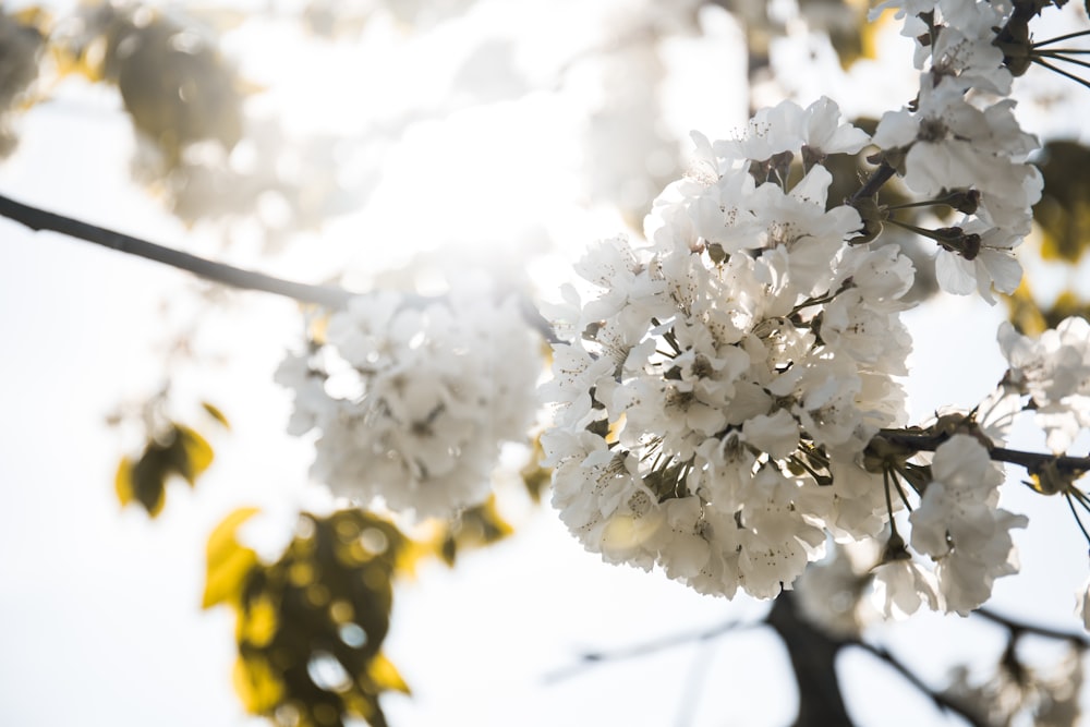 Foto de primer plano de flor de pétalos blancos