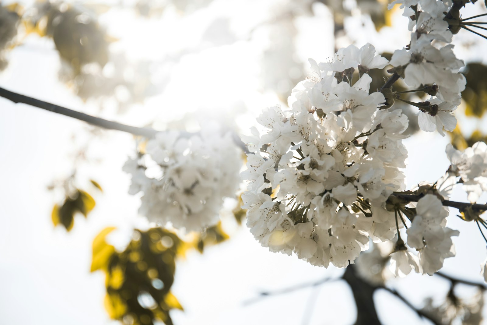 Canon EF 24-70mm F4L IS USM sample photo. Closeup photo of white photography