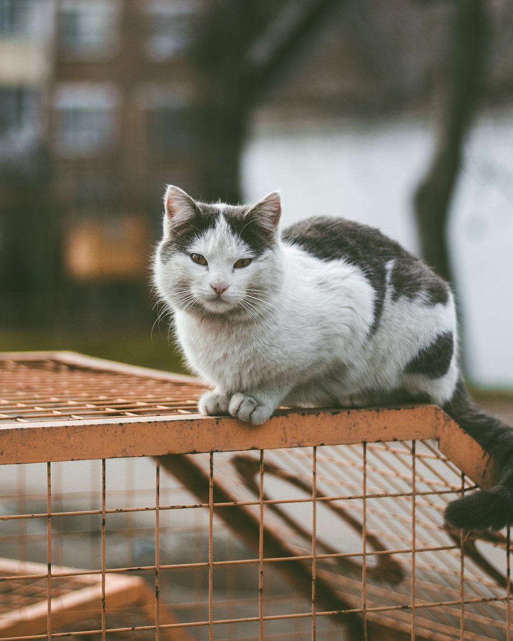 selective focus photography of white and black cat