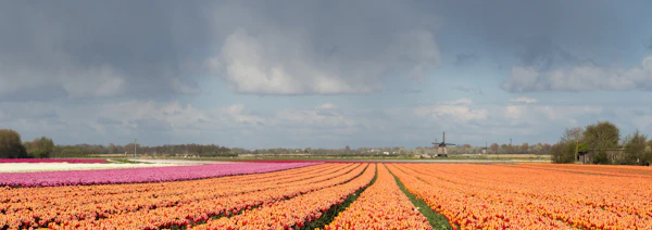 Dutch tulip fields
