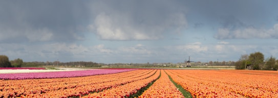 A vast field of vibrant tulips stretches into the distance, with rows of orange, pink, and white flowers. The sky above is partly cloudy with a mix of gray and blue hues. In the background, there's a traditional windmill, adding a touch of quaint charm to the rural landscape.