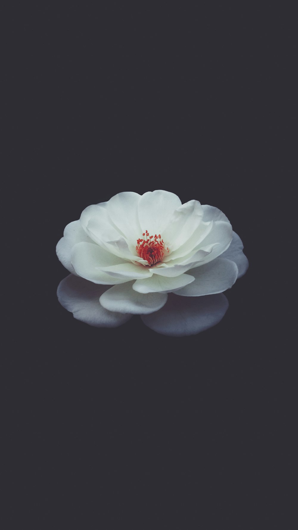 Fotografia de foco raso de flor branca de pétalas na água