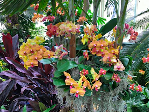 A colorful display of tropical flowers including orchids and bougainvillea.