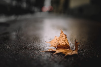 dried brown leaf leafe google meet background