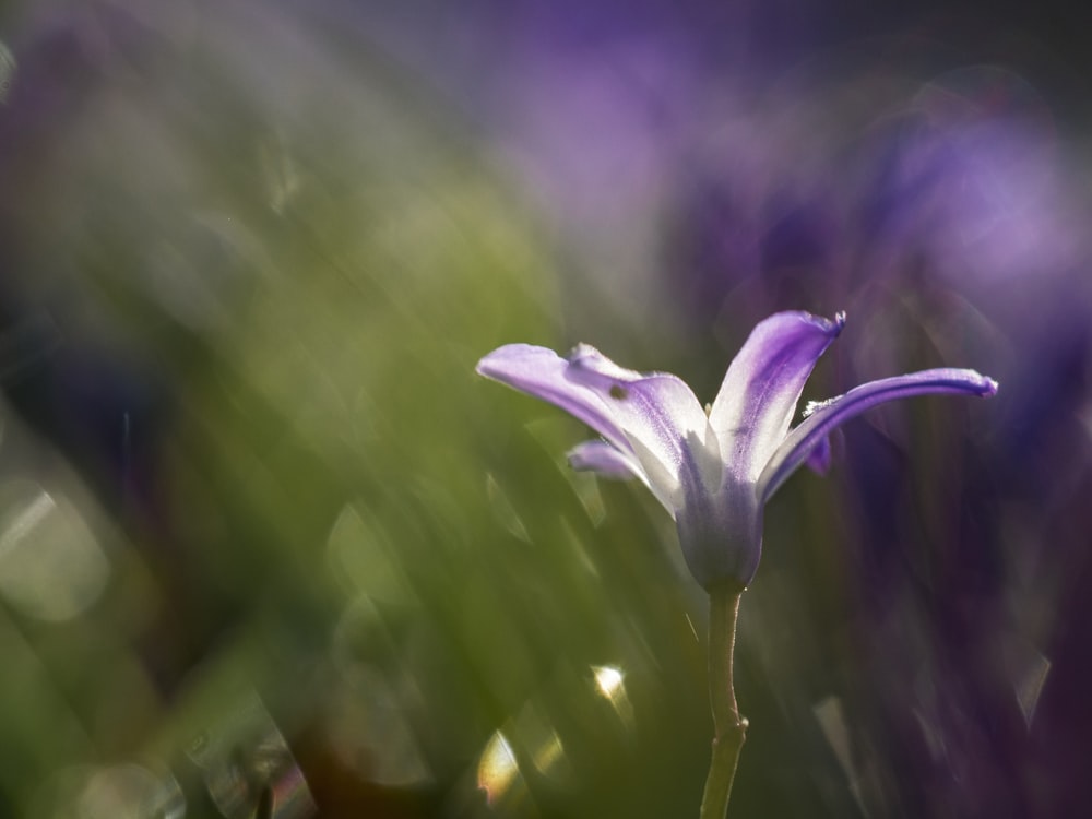 shallow focus photography of purple flower