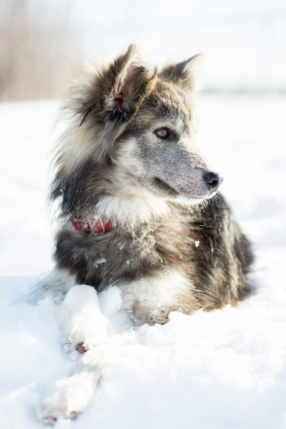 雪の上に座る犬