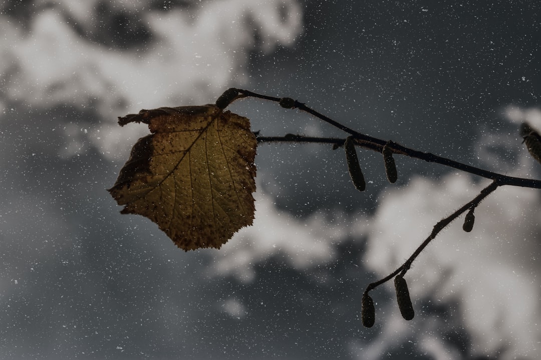 dried leaf photo