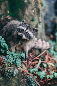 A curious raccoon is nestled within a lush forest setting, surrounded by green leaves and wooden debris. The raccoon's fur is damp and has a mix of dark and light gray tones. Its bright eyes are focused upward, giving it an inquisitive expression.