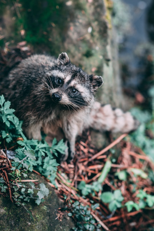 raccoon beside tree trunk in Stanley Park Canada