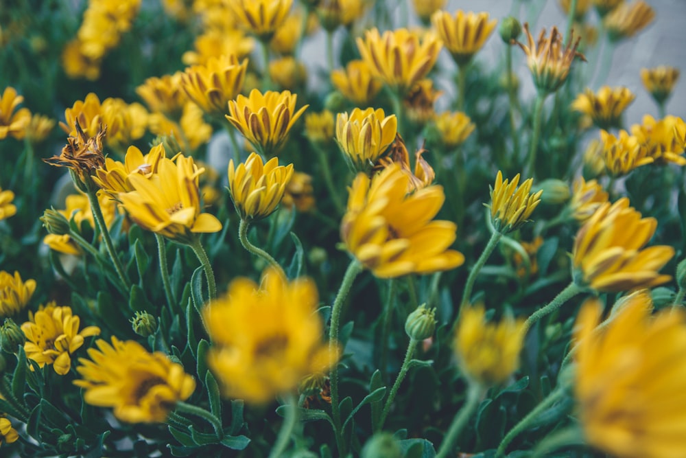 shallow focus photography of yellow flower