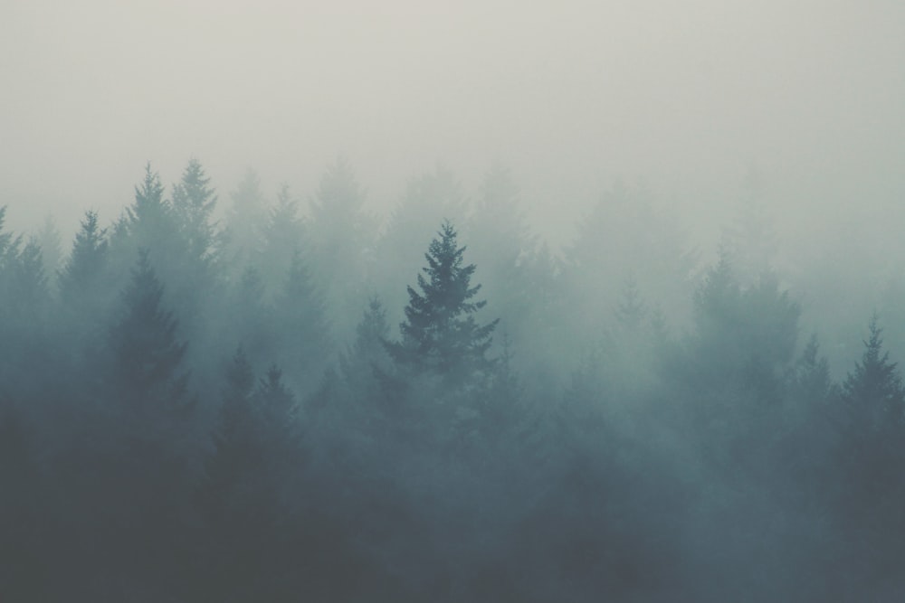 Wald mit Nebel bedeckt