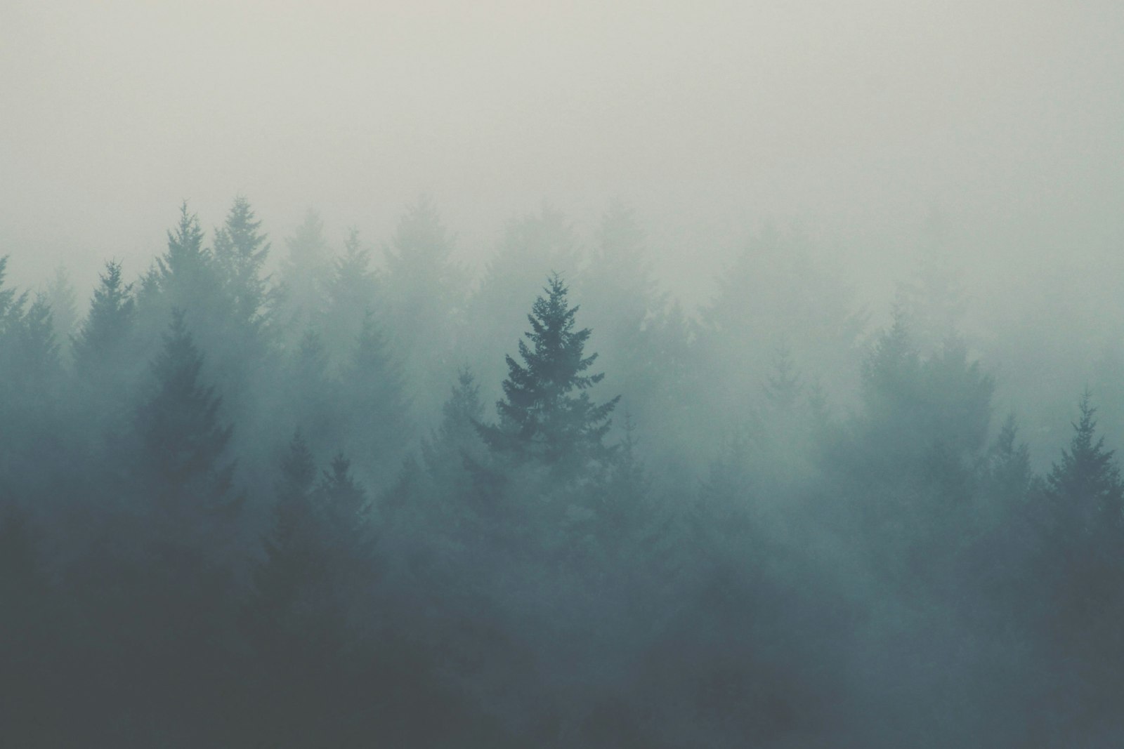 Mist settling over a layered conifer forest