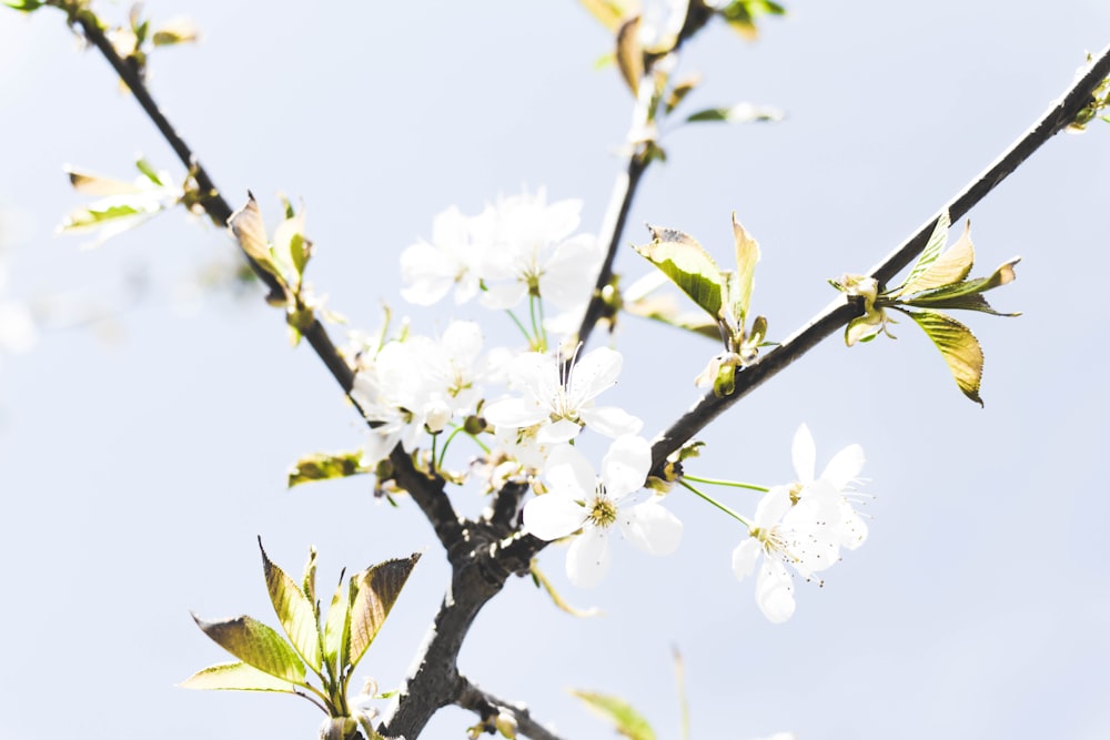 shallow focus photography of white flowers