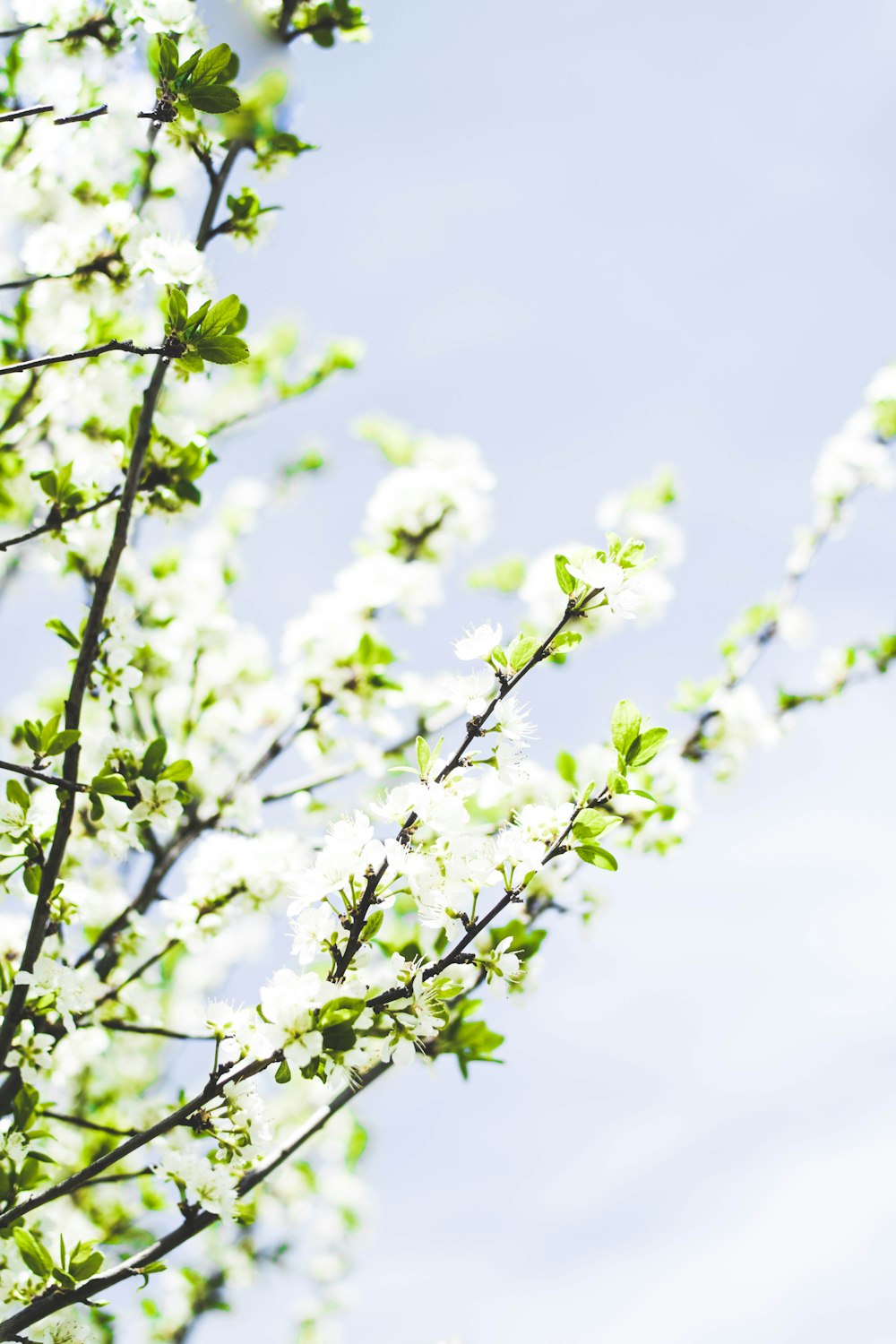 shallow focus photography of white and green plants