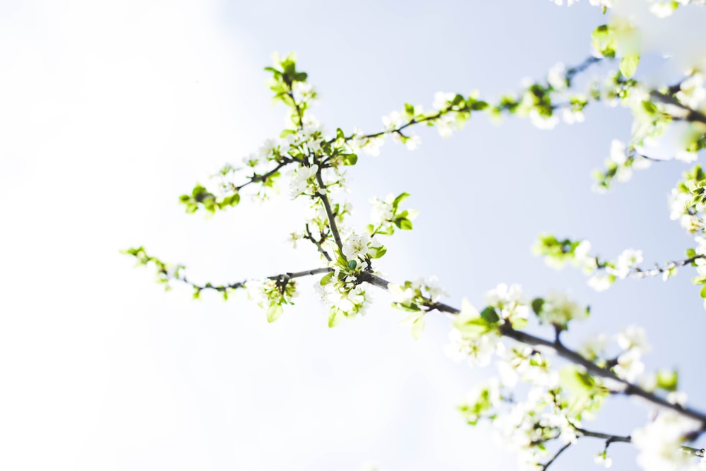 arbre à feuilles vertes