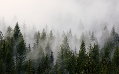 green pine trees with fog pacific northwest zoom background