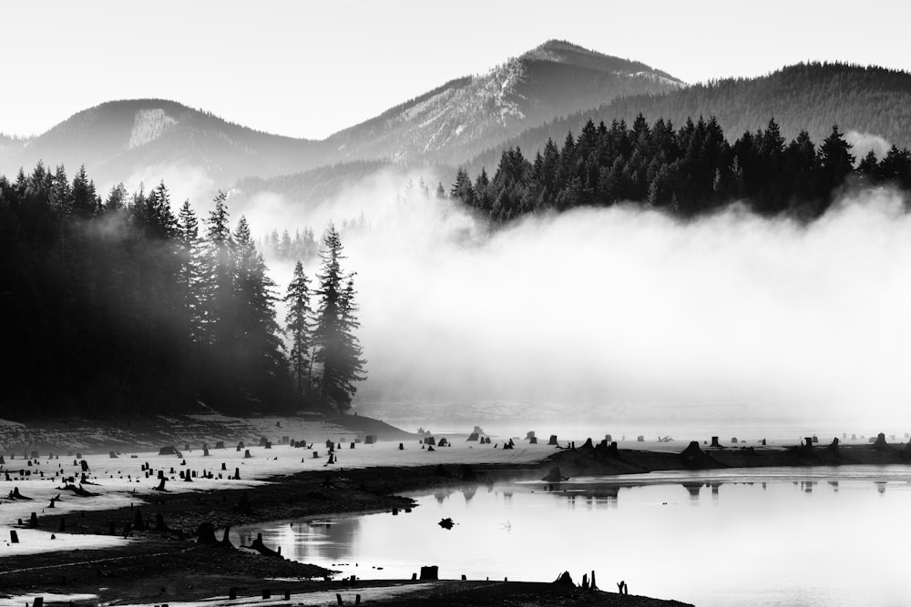 fotografia em tons de cinza do lago perto de pinheiros