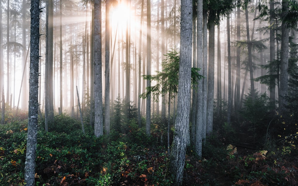 sunlight through trees