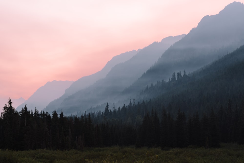 landscape photography of trees near mountains