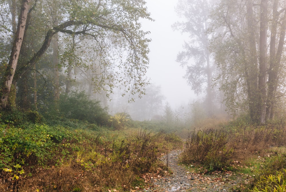 foggy forest