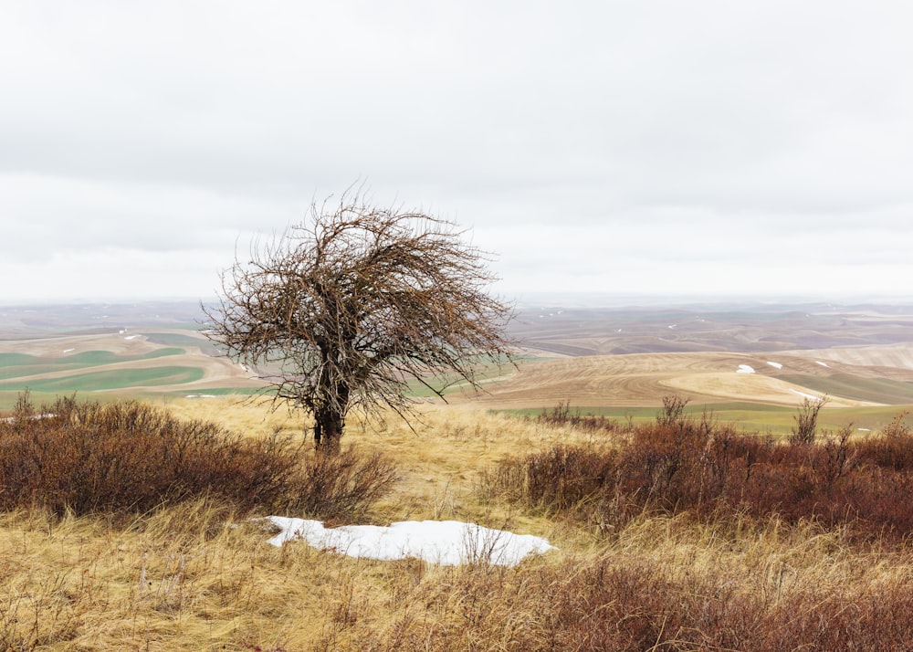 black bare tree near brown glass field during daytime