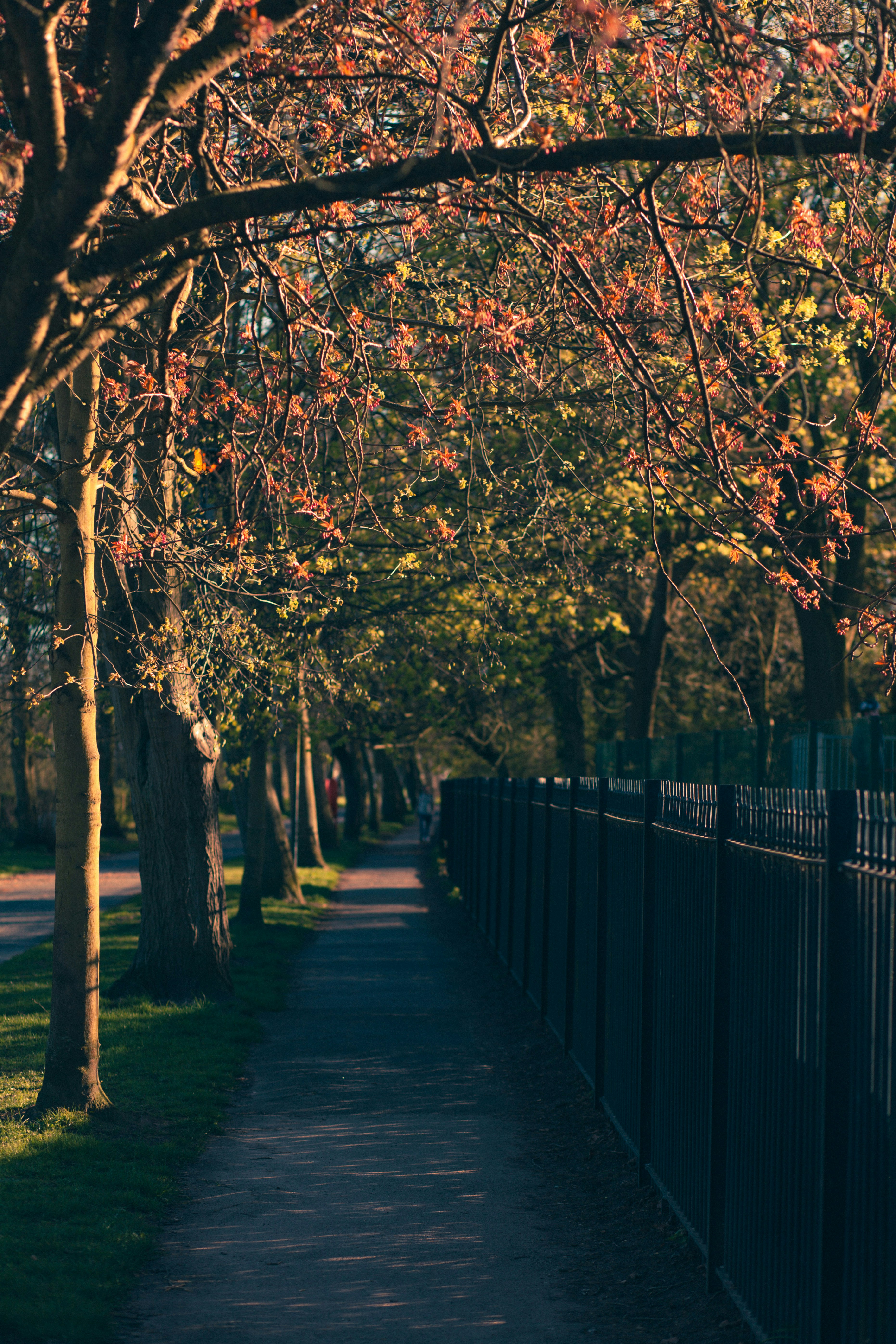 Un camino en un parque bordeado de árboles
