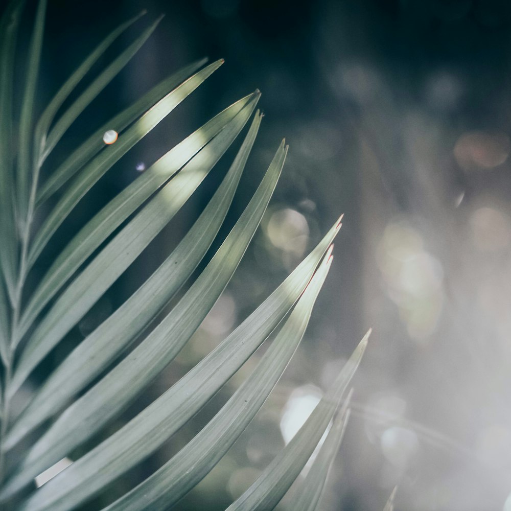 green leaf plant