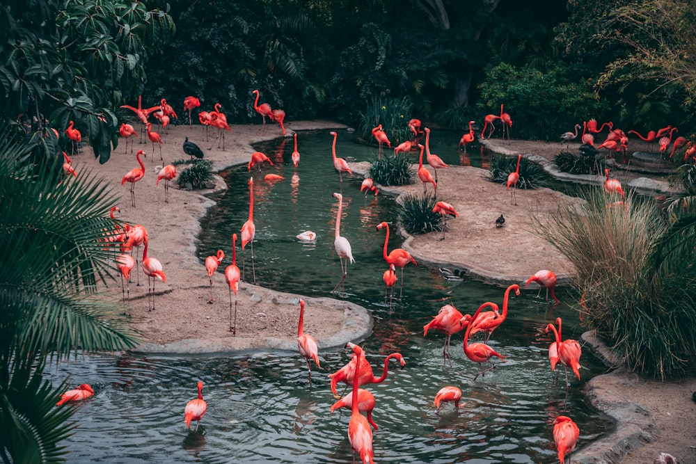 Fotografia de vida selvagem bando de flamingo
